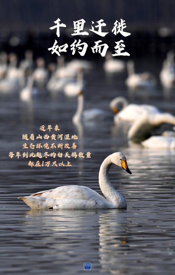 体育游戏app平台一组海报，再会三晋地面上的越冬“精灵”-开