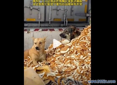生活在面包厂隔壁的流浪狗 网友：狗子收场了“面包解放”