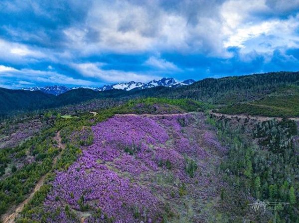 体育游戏app平台花期从五月月吉直握续到6月中旬-开云官网登