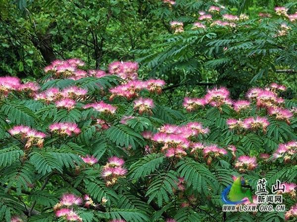 开云体育微细地聚成一个个毛茸茸的花球-开云官网登录入口 开云